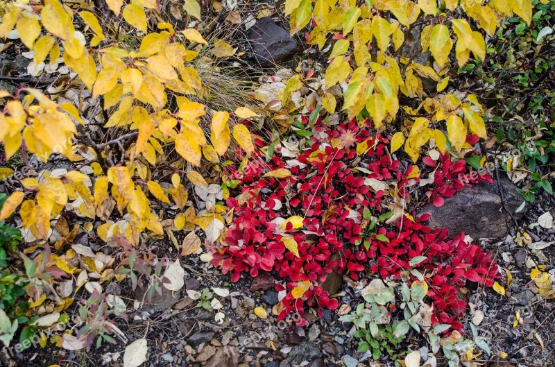 Bearberry Flower Plant Bloom Healing