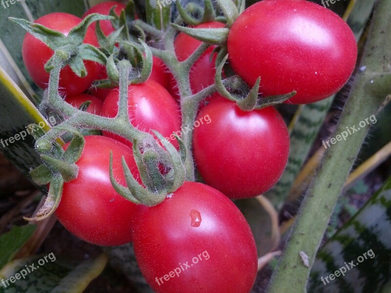 Tomatoes Organic Tomatoes Free Photos