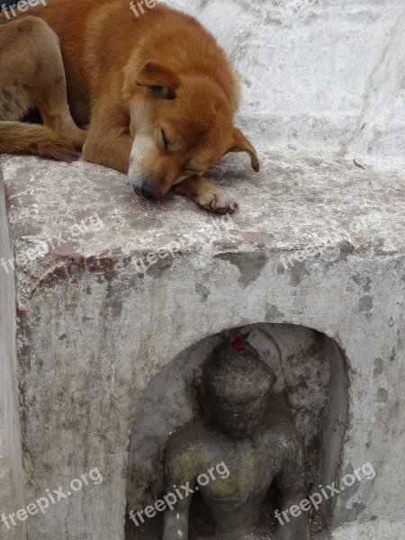 Dog Statue Buddha Homeless Animals