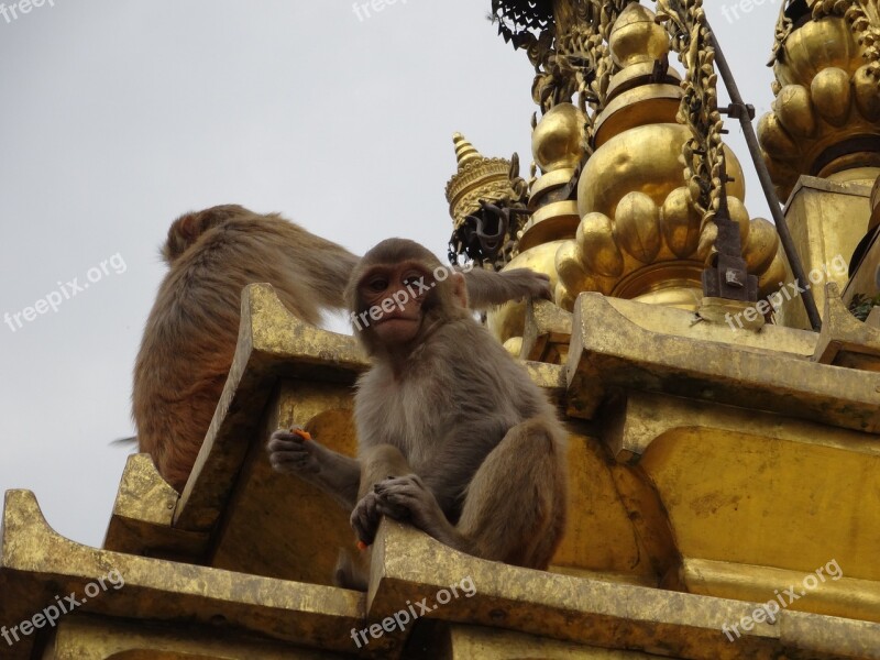 Monkey Swayambhunath Kathmandu Temple Nepal