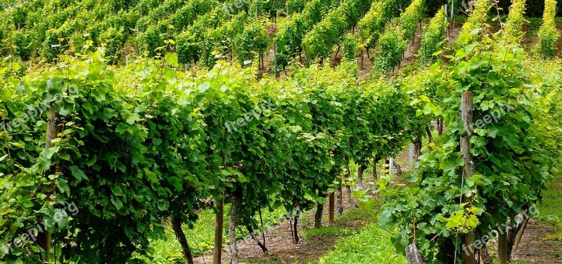 Vineyard Vines Winegrowing Vine Slope