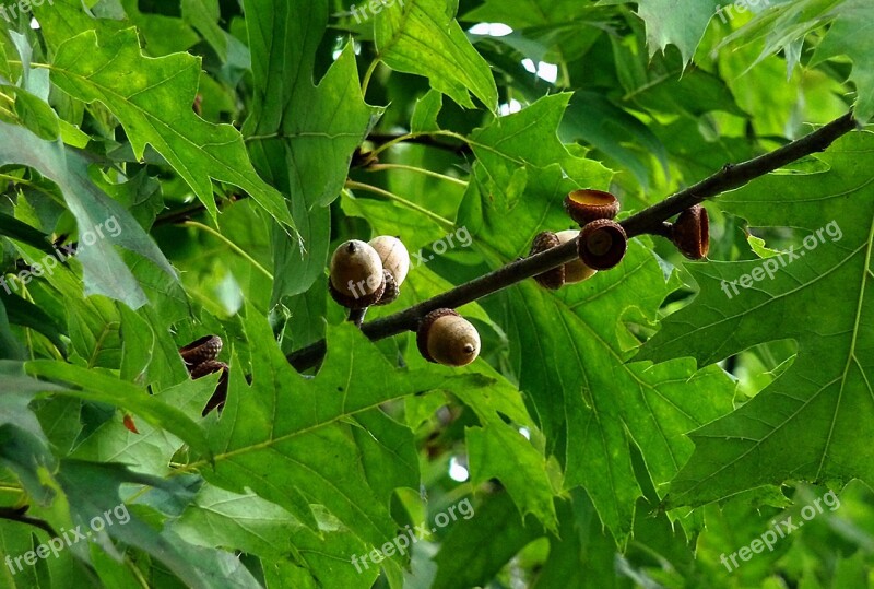 Acorns Oak Nature Autumn Oak Leaves