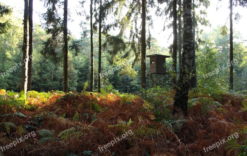 Forest Trees Autumn Autumn Forest Nature