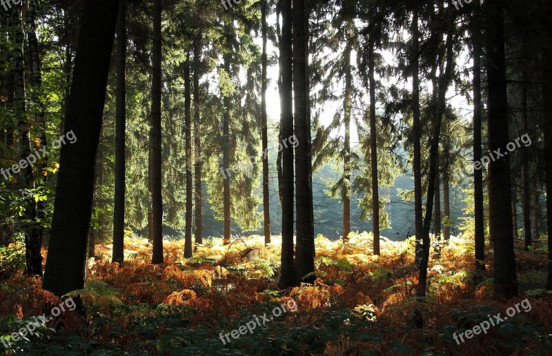 Forest Trees Autumn Forest Fern Nature