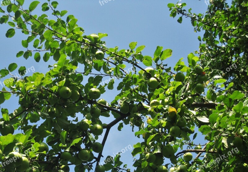 Apple Tree Green Apple Summer Autumn Ripe