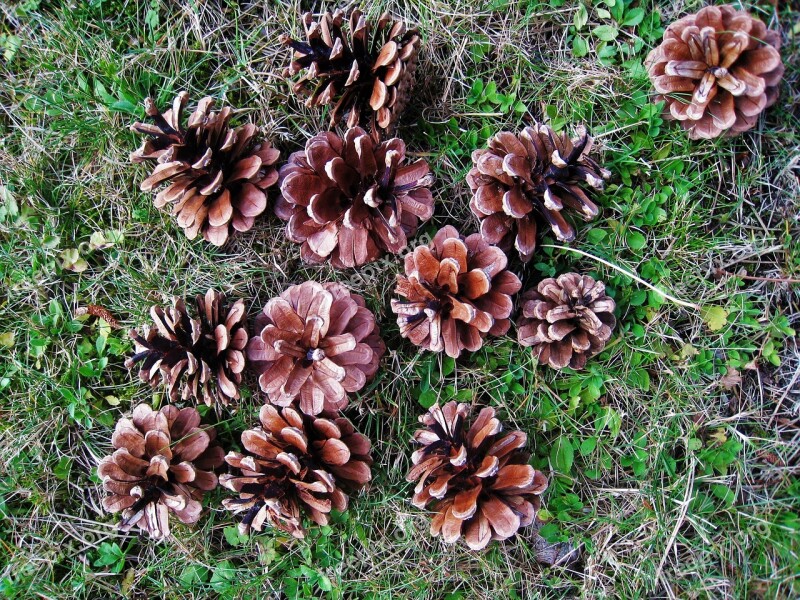 Kierfernzapfen Autumn Autumn Fruit Pinus Nature