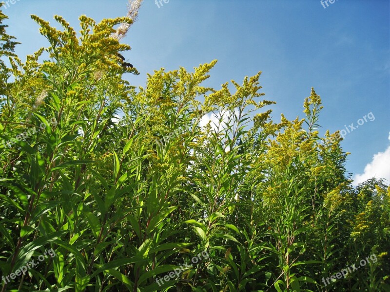 Goldenrod Bees Solidago Gold Rhombus Genus