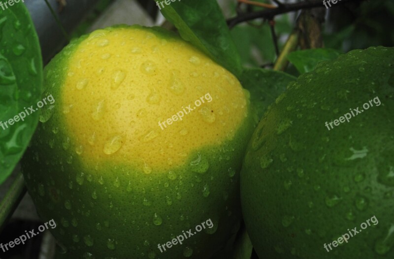 Mature Expectant Oranges Maturation Green Yellow Fruit Unripe Oranges