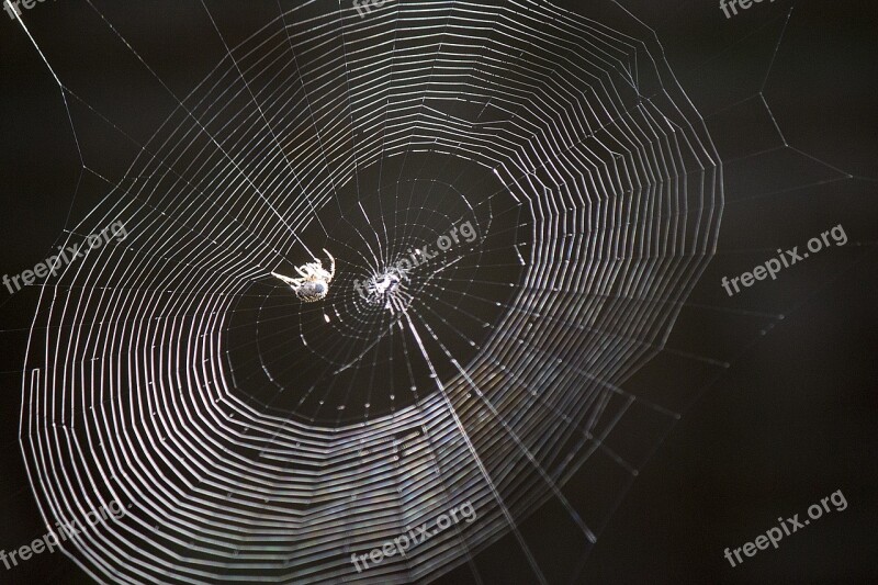 Spider Web Spider Web Macro Silk