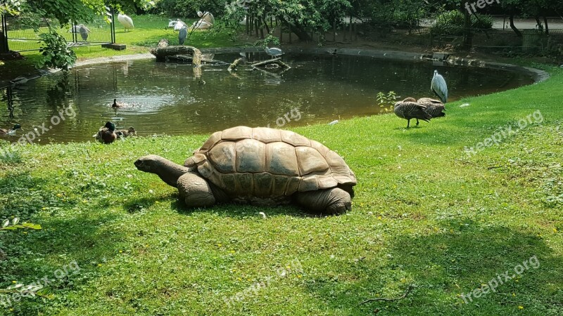 Turtle Animals Zoo Giant Tortoise Water Turtle