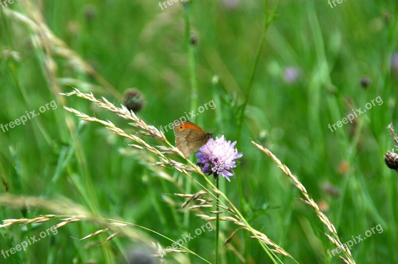 Glade Grasses Butterfly Wild Flowers Summer