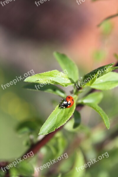 Ladybug Jabłonka Tree Summer Nature