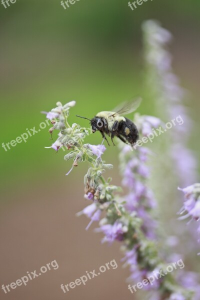 Bee Flower Insect Honey Nature