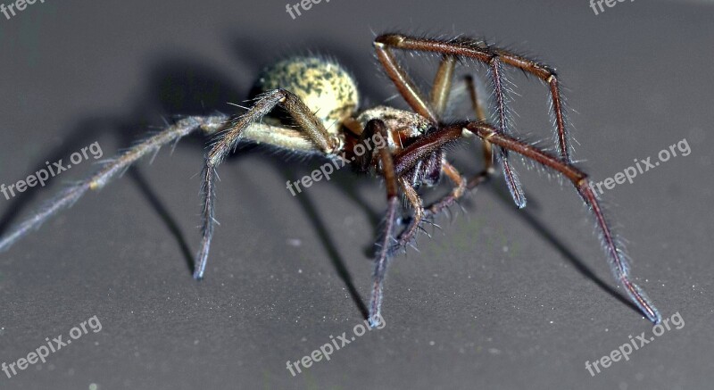 Spider Tegenaria Domestica Terrible Arachnophobia Frightening