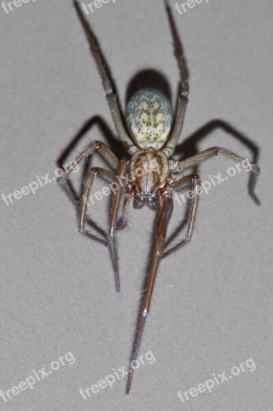 Spider Tegenaria Domestica Terrible Arachnophobia Frightening