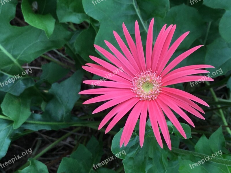 Pink Color Flower Flower Blossom Decoration Bouquet