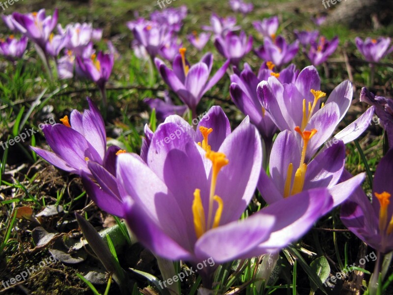 Crocus Saffron Flower Purple Purple Flower