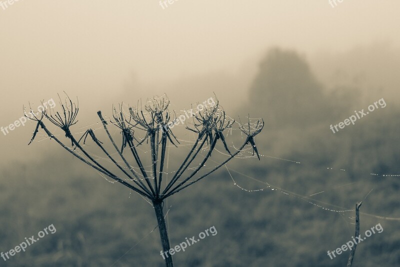 Cobweb Drops Rosa The Stem Spider's Web