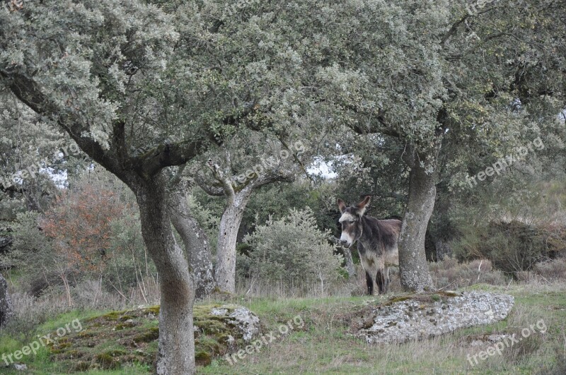 Encina Donkey Nature Free Photos