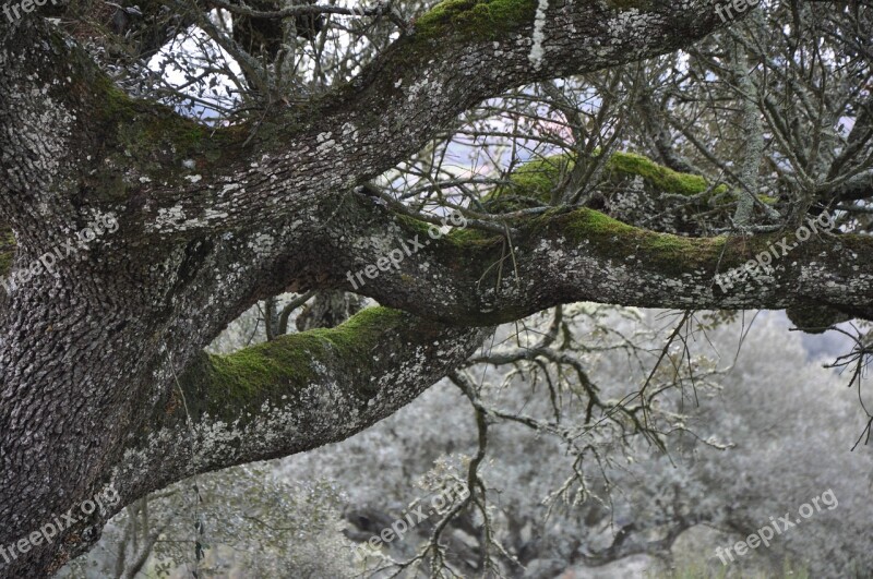 Encina Autumn Tree Free Photos