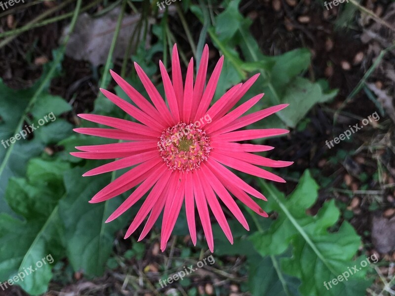 Pink Color Flower Flower Blossom Decoration Bouquet