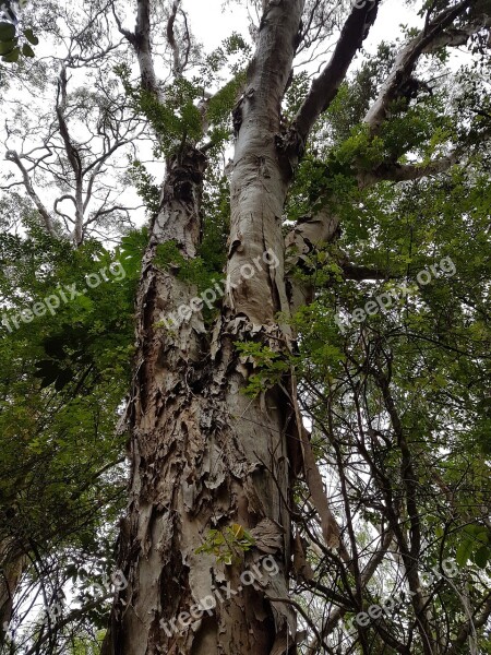 Tree Tall Forest Green Nature