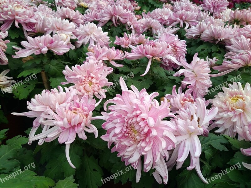 Chrysanthemum Flower Show National Day Free Photos