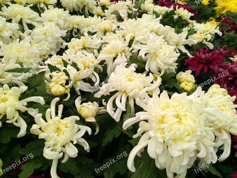 Chrysanthemum Flower Show National Day Free Photos