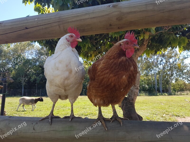 Chickens Poultry Hens Livestock Agriculture