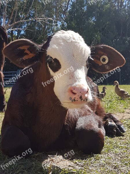 Cow Calf Friend Farm Companion