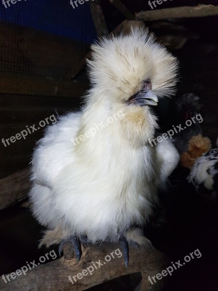 Silky Bantam Chicken Poultry Bird