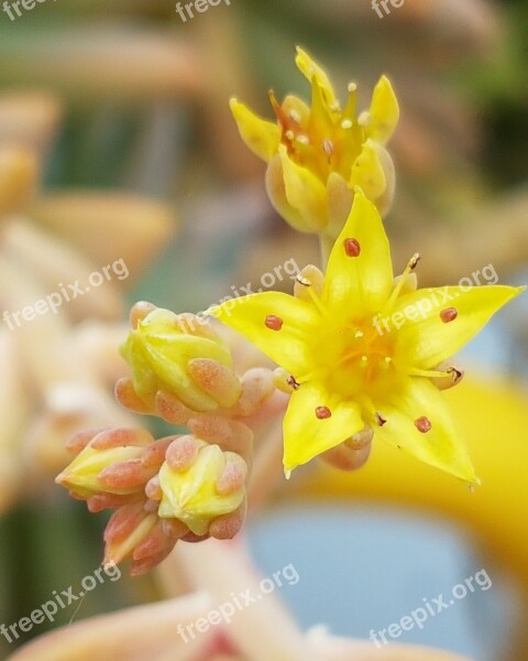 Cactus Flower Succulent Cacti Desert