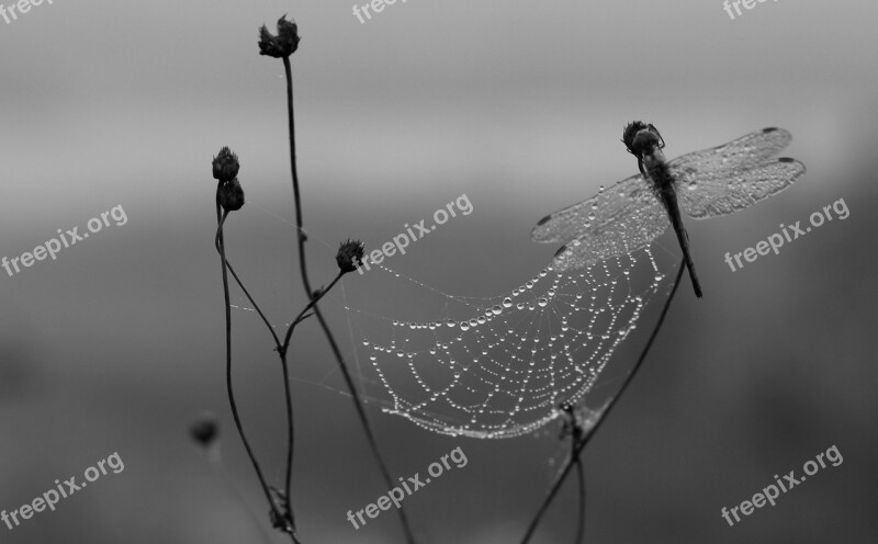 Dragonfly Dew Spider Web Morning Insecta