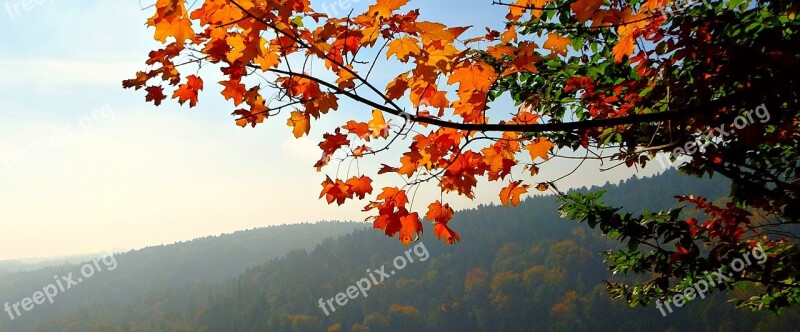 Foliage Autumn Landscape Nature Collapse