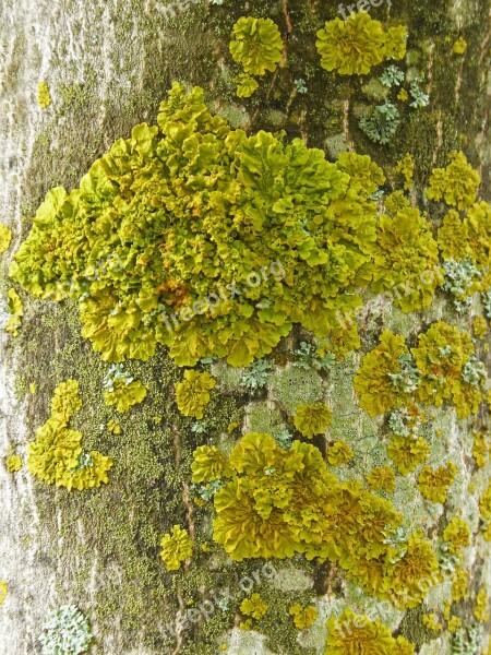 Lichen Moss Trunk Moisture Free Photos