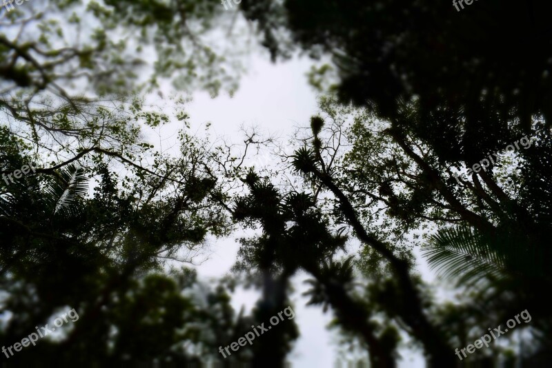 Forest Shadow Brazilian Atlantic Forest Devil's Cave Nature