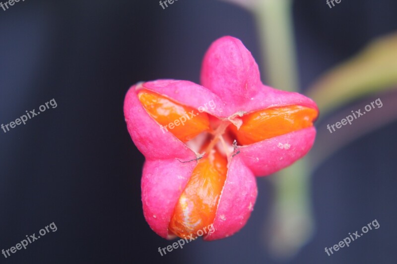 Flower Orange Pink Seed Free Photos