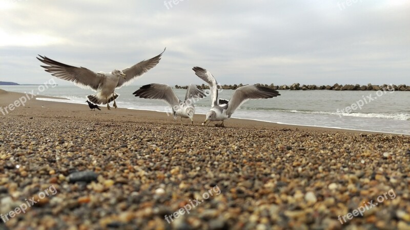 Beach Sea Gull Diet Wild Animal Natural