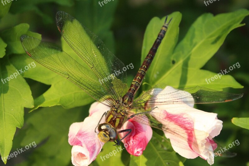 Dragon Fly Insect Flower Wings Texture