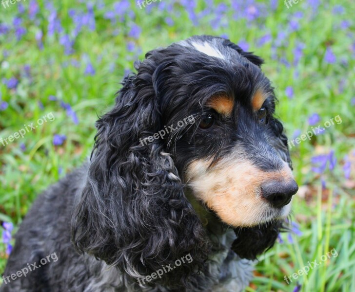 Cocker Spaniel Dog Free Photos