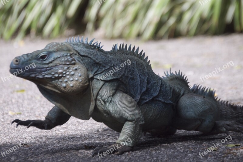 Iguana Reptile Walking Wildlife Animal