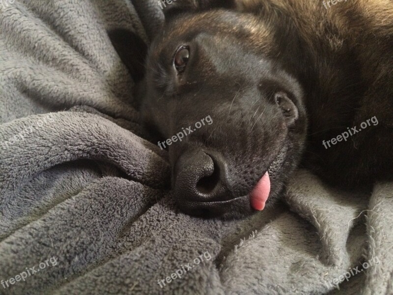 Snout Dog Sleeps Language Fur