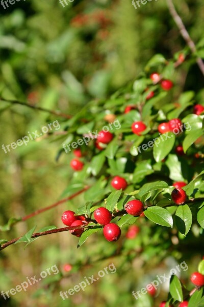 Medlar Cotoneaster Bush Ornamental Plant Ornamental