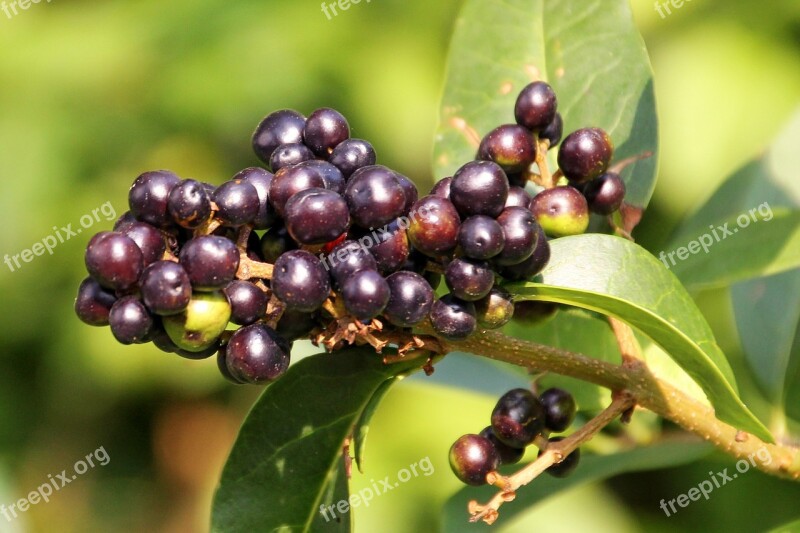 Rowanberries Berries Black Berries Bush Plant