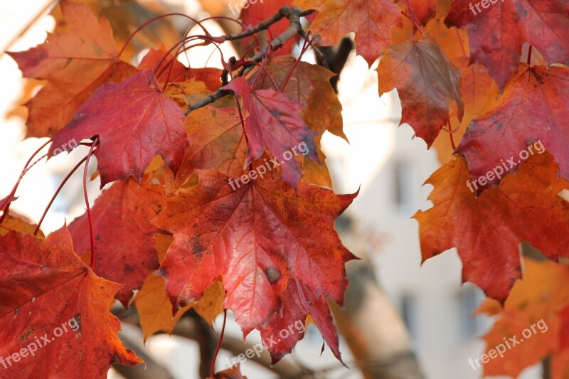 Leaves Fall Foliage Fall Color Golden Autumn Autumn