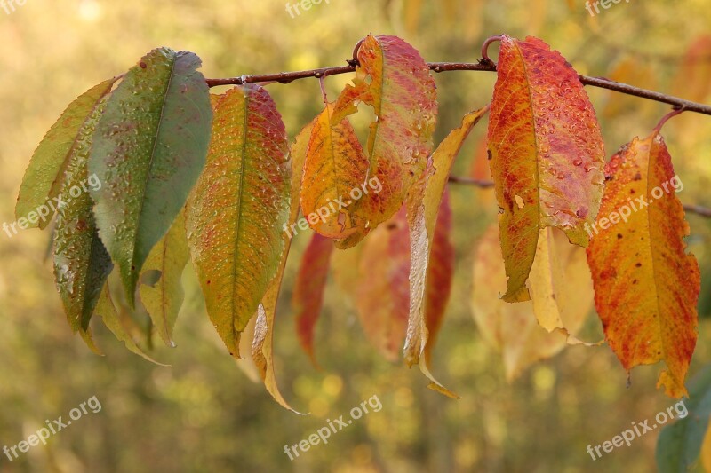 Leaves Fall Foliage Fall Color Golden Autumn Autumn