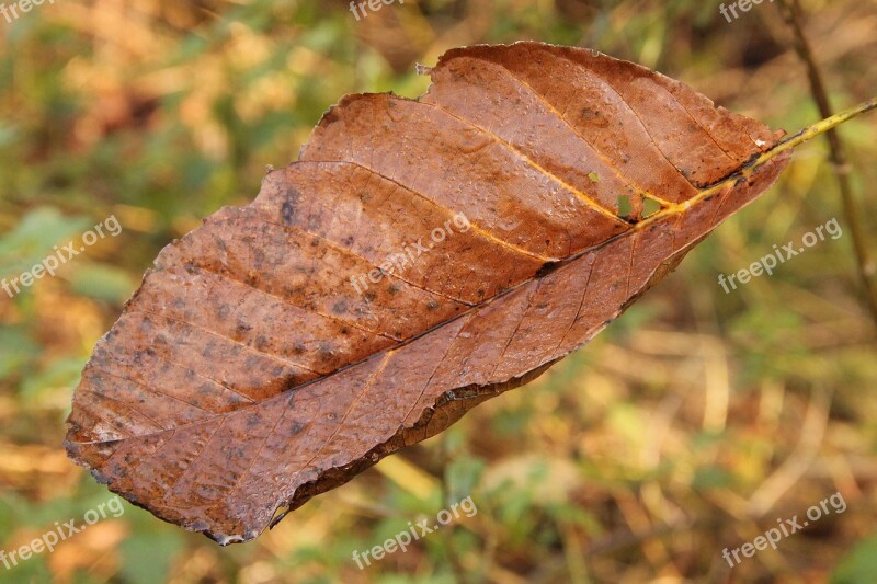 Leaves Fall Foliage Fall Color Golden Autumn Autumn