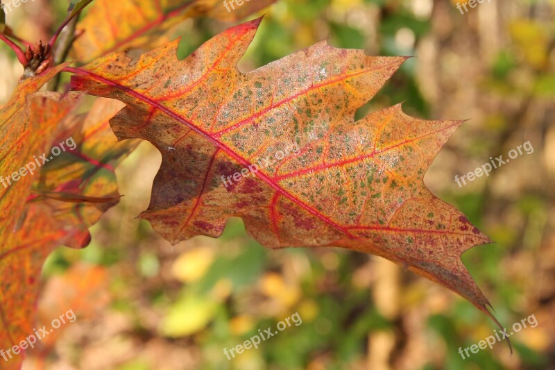 Leaves Fall Foliage Fall Color Golden Autumn Autumn