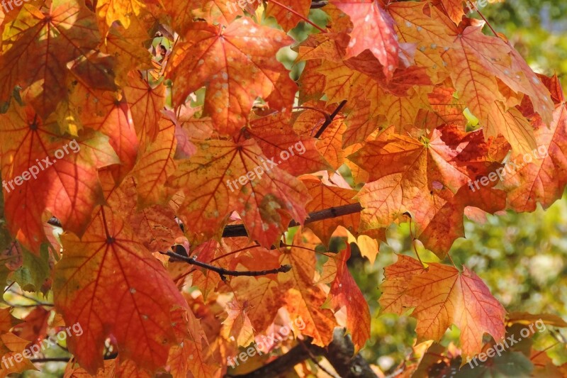 Leaves Fall Foliage Fall Color Golden Autumn Autumn