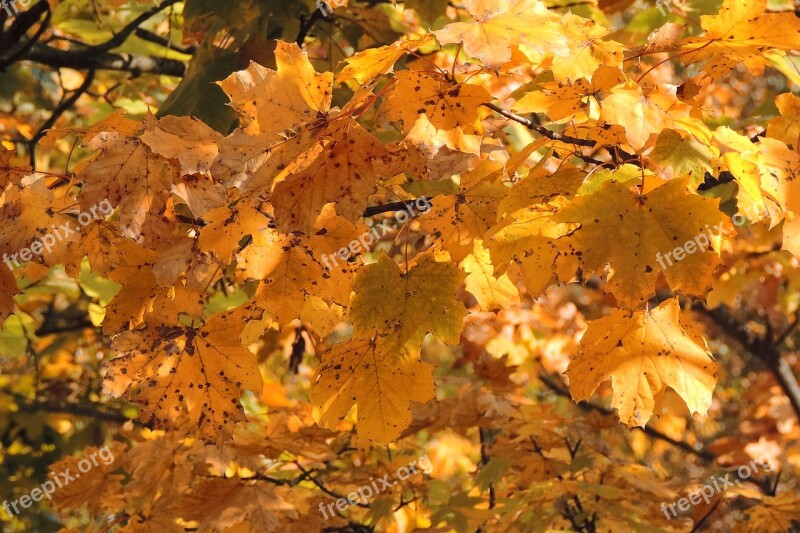 Leaves Fall Foliage Fall Color Golden Autumn Autumn